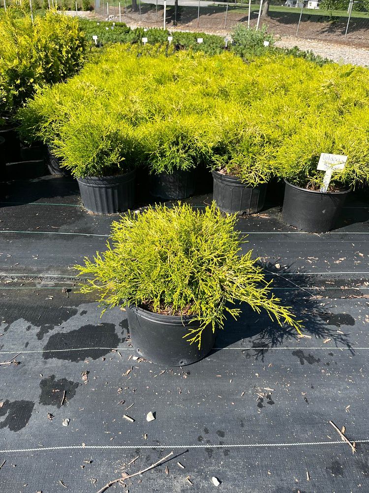 chamaecyparis-pisifera-golden-mop-japanese-false-cypress