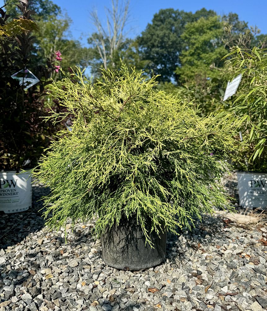 chamaecyparis-pisifera-golden-mop-japanese-false-cypress
