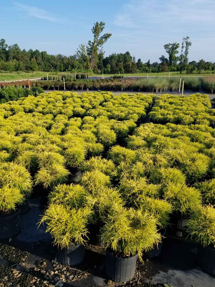 chamaecyparis-pisifera-king-s-gold-gold-mop-falsecypress