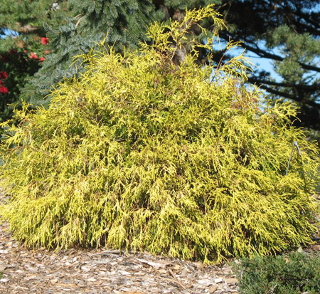 chamaecyparis-pisifera-king-s-gold-gold-mop-falsecypress