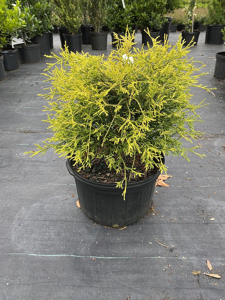 chamaecyparis-pisifera-king-s-gold-gold-mop-falsecypress