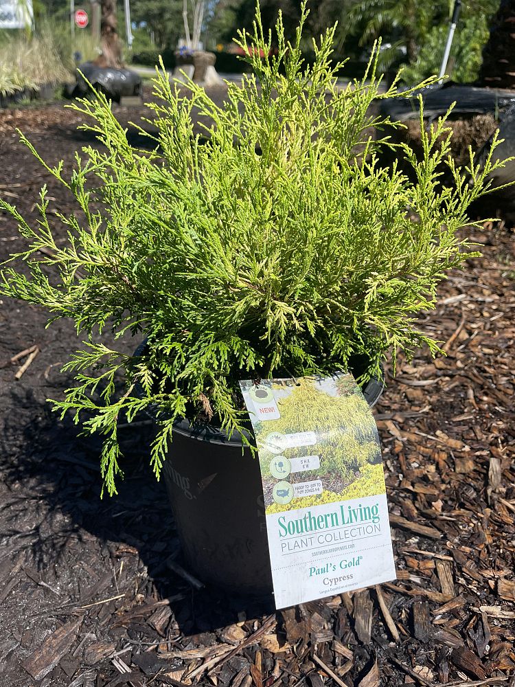 chamaecyparis-pisifera-king-s-gold-gold-mop-falsecypress
