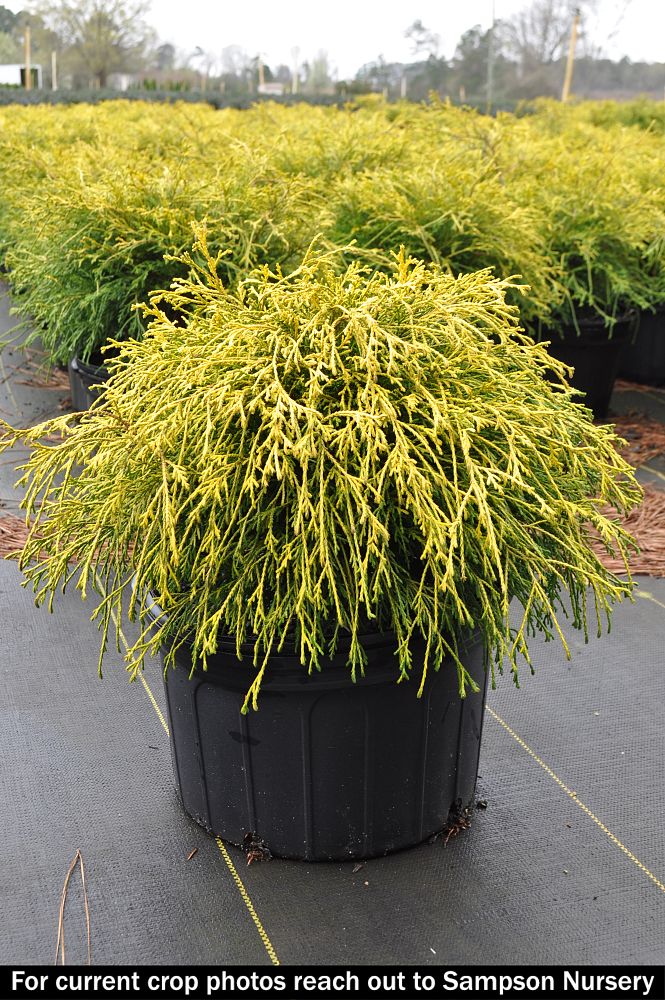 chamaecyparis-pisifera-king-s-gold-gold-mop-falsecypress