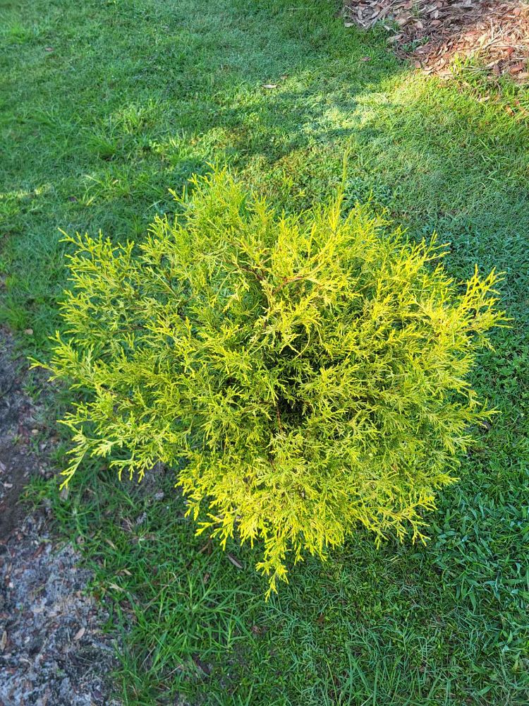 chamaecyparis-pisifera-king-s-gold-gold-mop-falsecypress