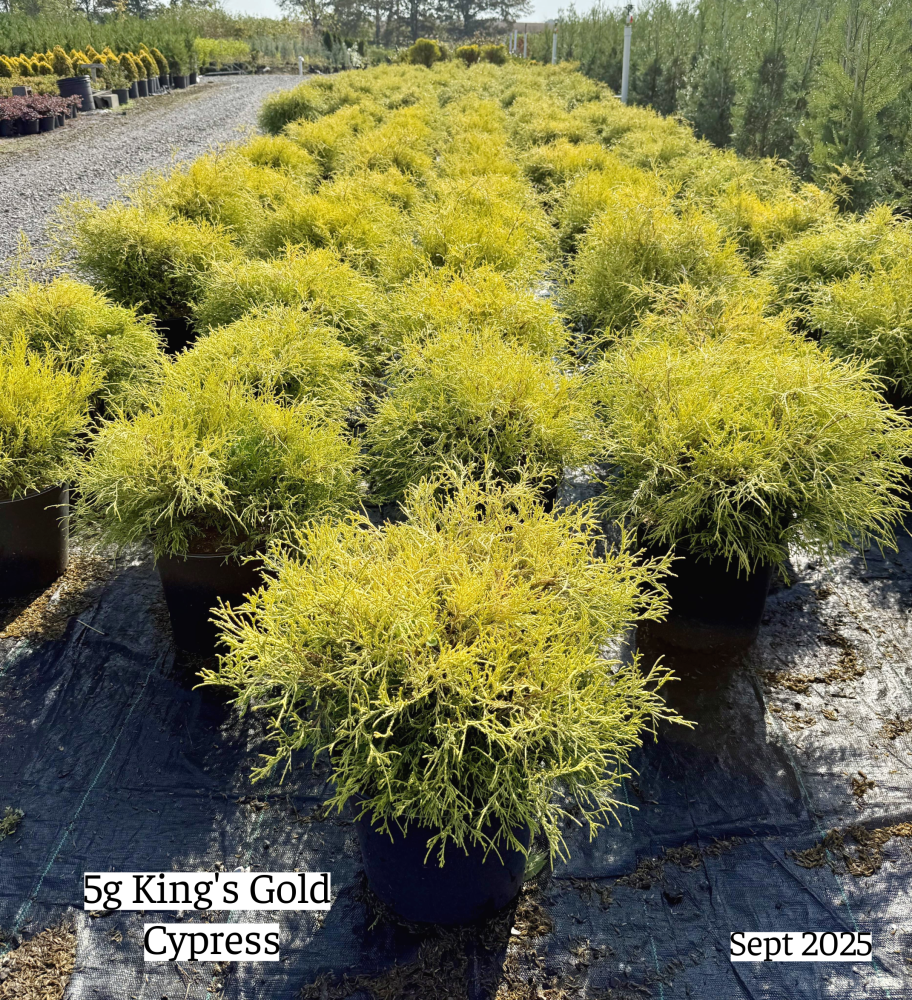 chamaecyparis-pisifera-king-s-gold-gold-mop-falsecypress