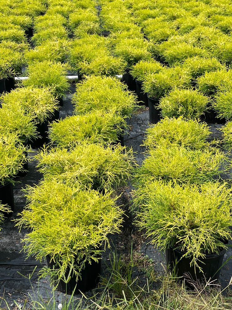 chamaecyparis-pisifera-lemon-thread-sawara-false-cypress