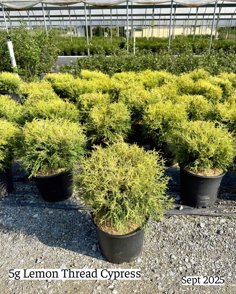 chamaecyparis-pisifera-lemon-thread-sawara-false-cypress