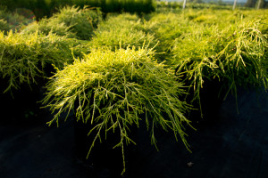 chamaecyparis-pisifera-sungold-sawara-false-cypress