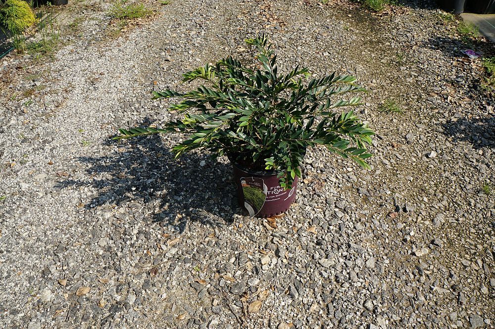 chamaecyparis-pisifera-vintage-gold-sawara-false-cypress