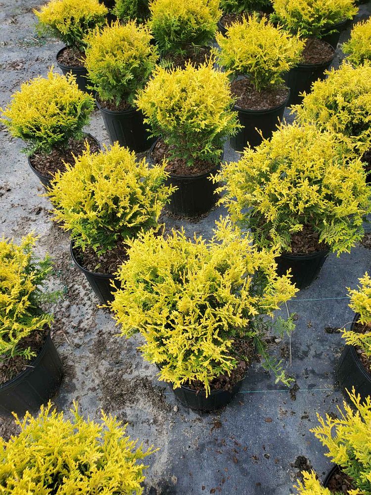 chamaecyparis-pisifera-vintage-gold-sawara-false-cypress