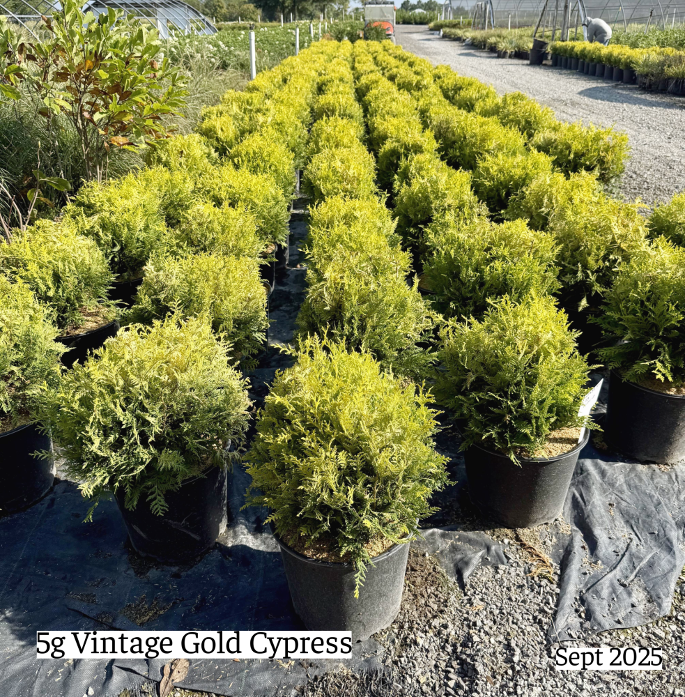chamaecyparis-pisifera-vintage-gold-sawara-false-cypress