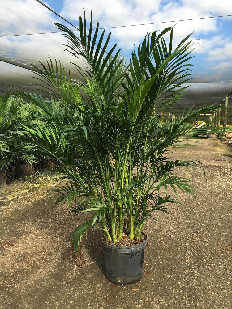 chamaedorea-cataractarum-cat-palm