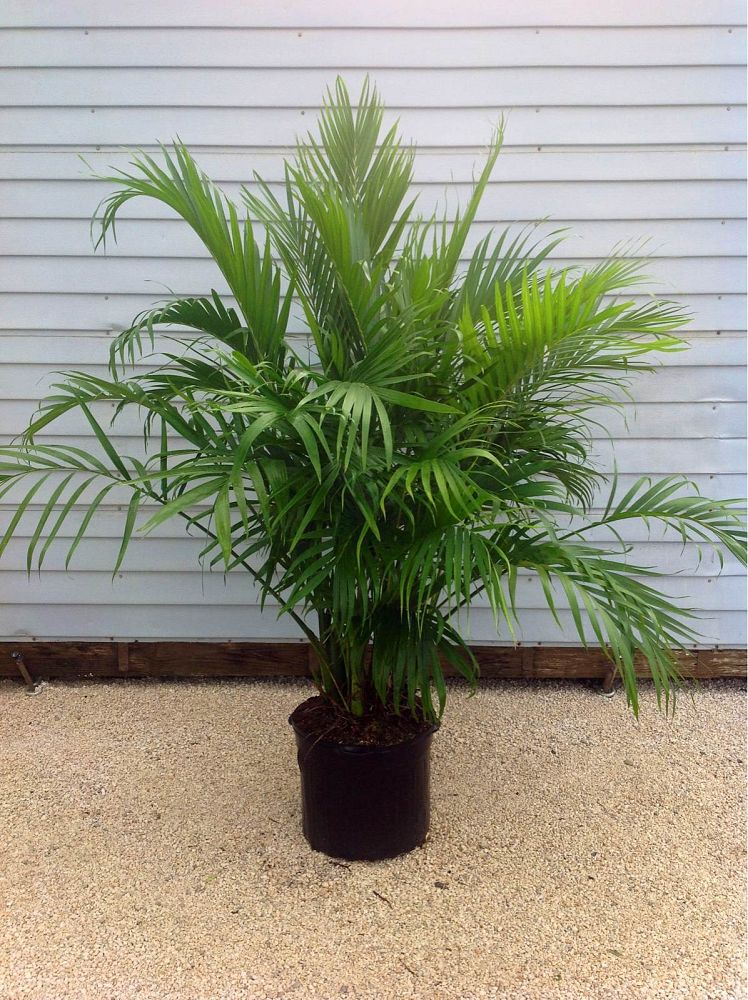 chamaedorea-cataractarum-cat-palm