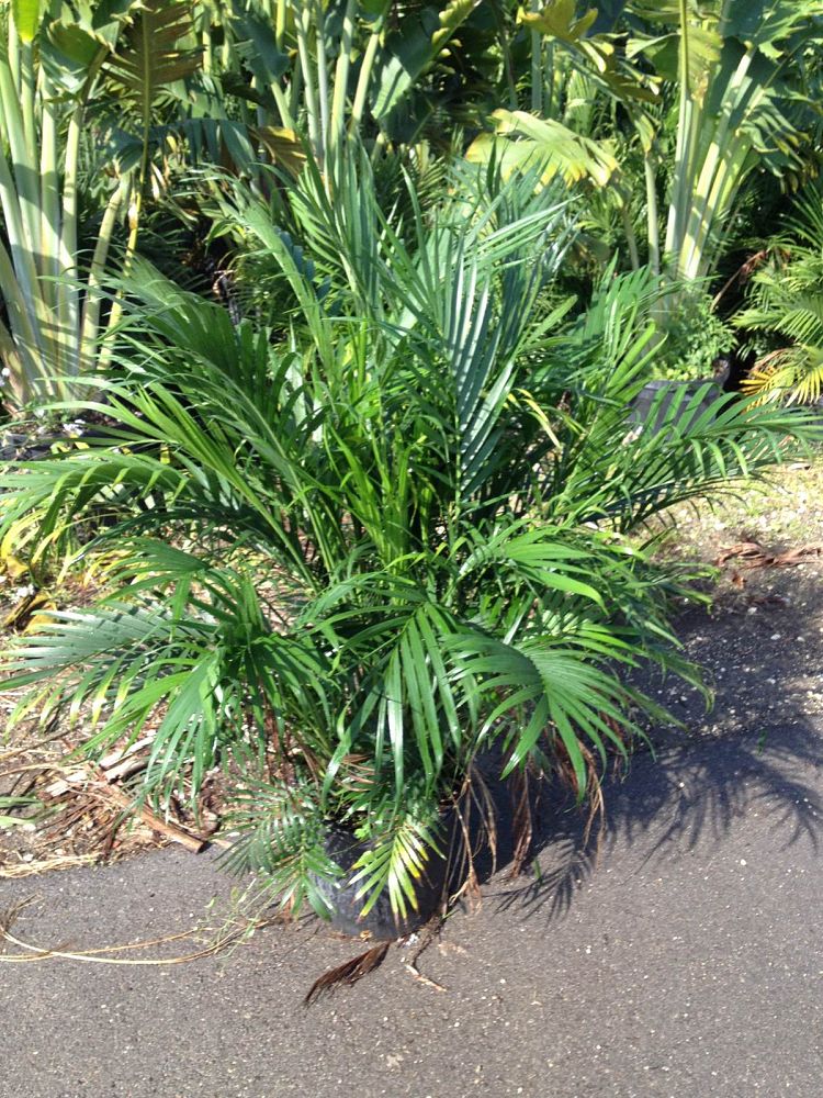 chamaedorea-cataractarum-cat-palm