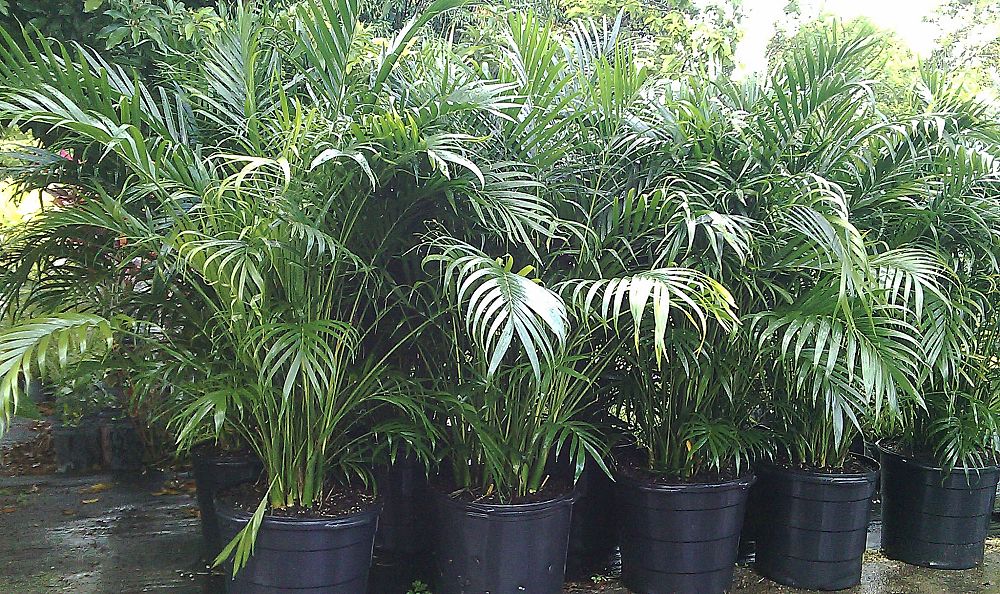 chamaedorea-cataractarum-cat-palm