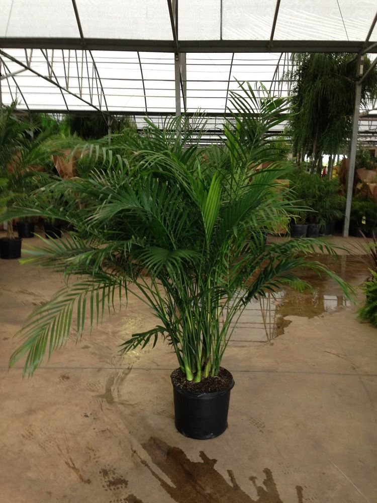 chamaedorea-cataractarum-cat-palm