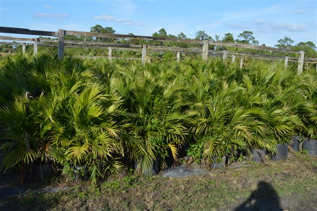 chamaedorea-cataractarum-cat-palm