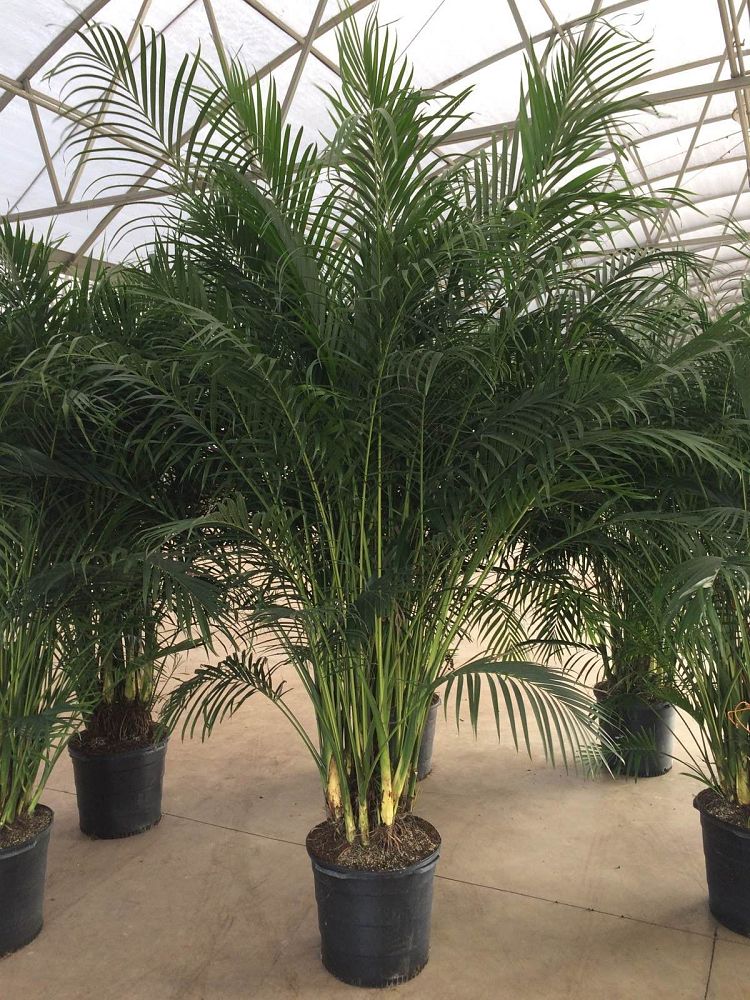 chamaedorea-cataractarum-cat-palm