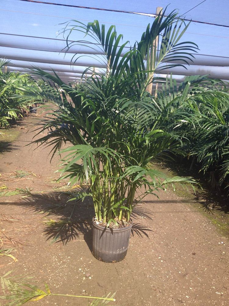 chamaedorea-cataractarum-cat-palm