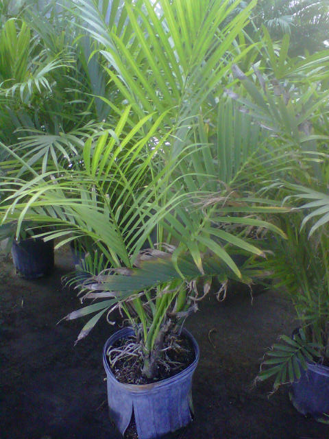 chamaedorea-cataractarum-cat-palm