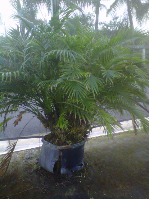 chamaedorea-cataractarum-cat-palm