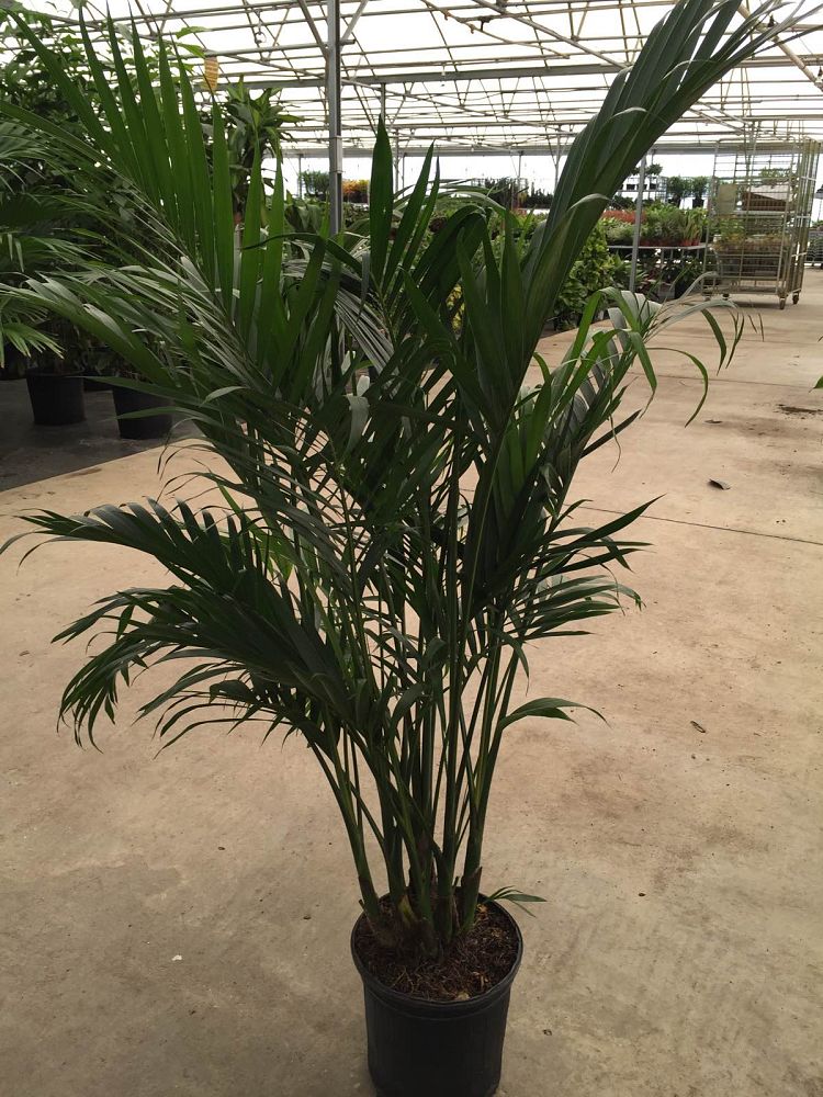 chamaedorea-cataractarum-cat-palm