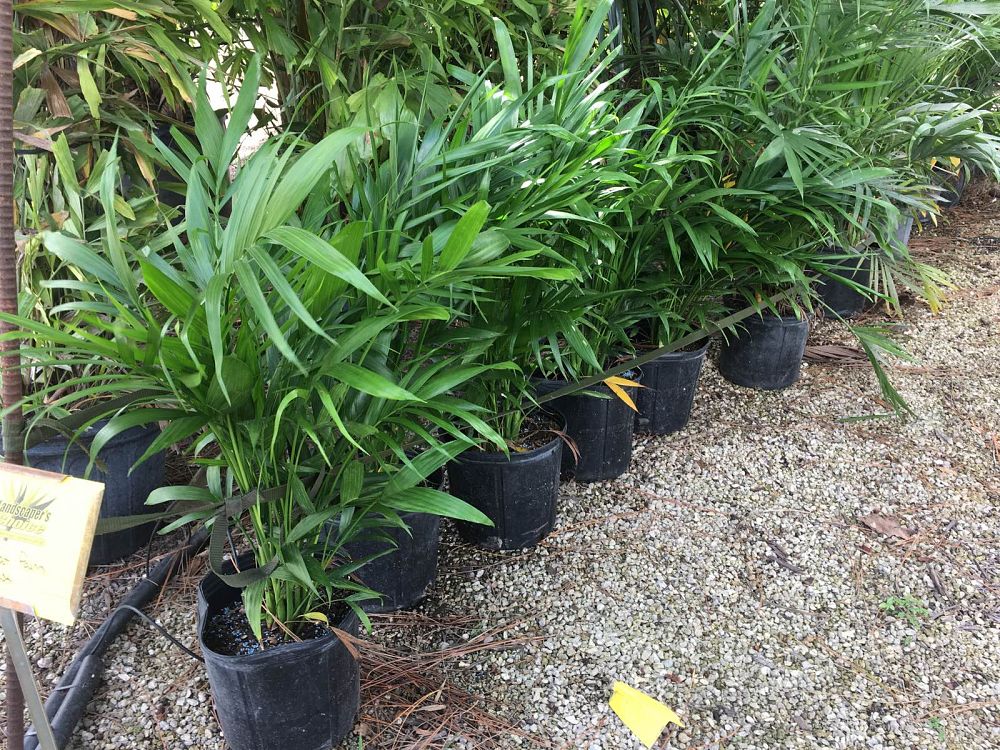 chamaedorea-cataractarum-cat-palm