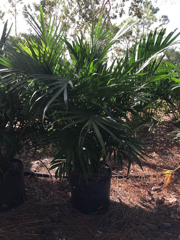 chamaedorea-cataractarum-cat-palm