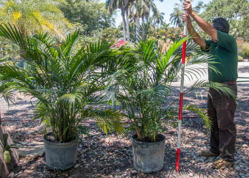 chamaedorea-cataractarum-cat-palm