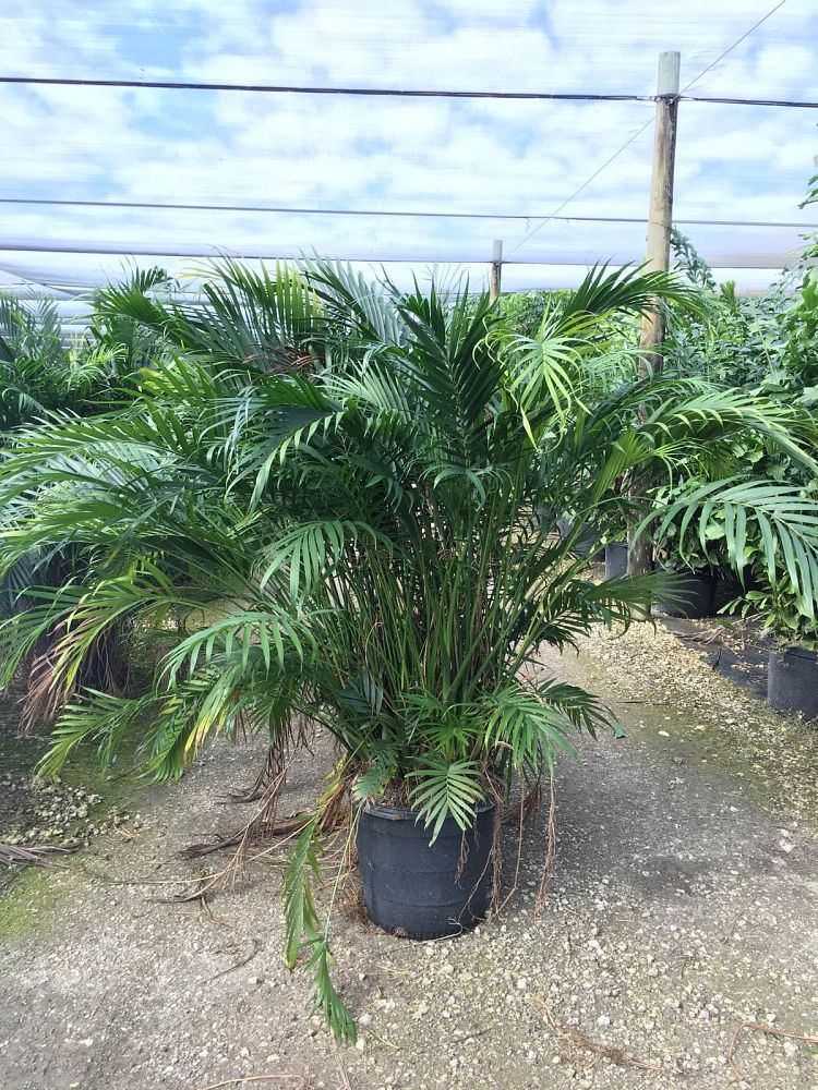 chamaedorea-cataractarum-cat-palm