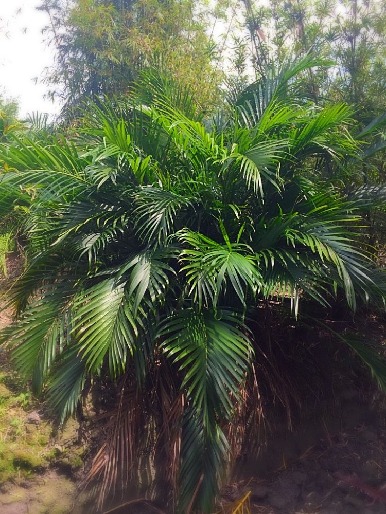 chamaedorea-cataractarum-cat-palm