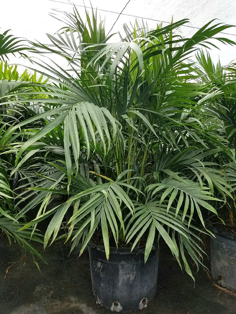 chamaedorea-cataractarum-cat-palm