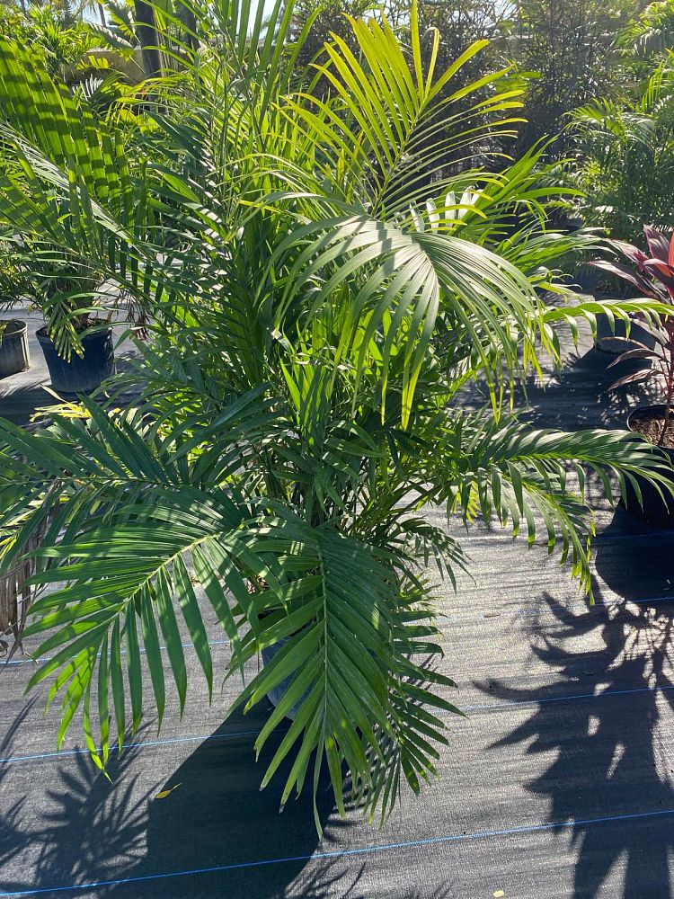 chamaedorea-cataractarum-cat-palm