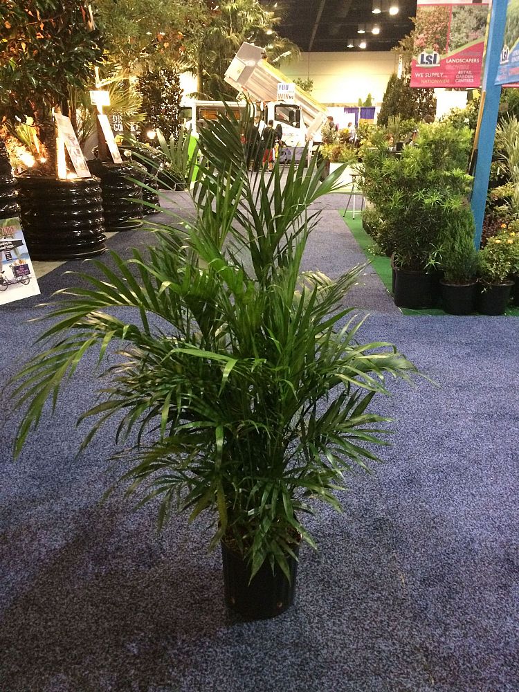 chamaedorea-cataractarum-cat-palm