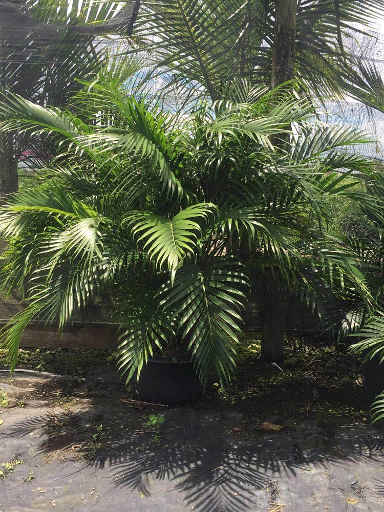 chamaedorea-cataractarum-cat-palm