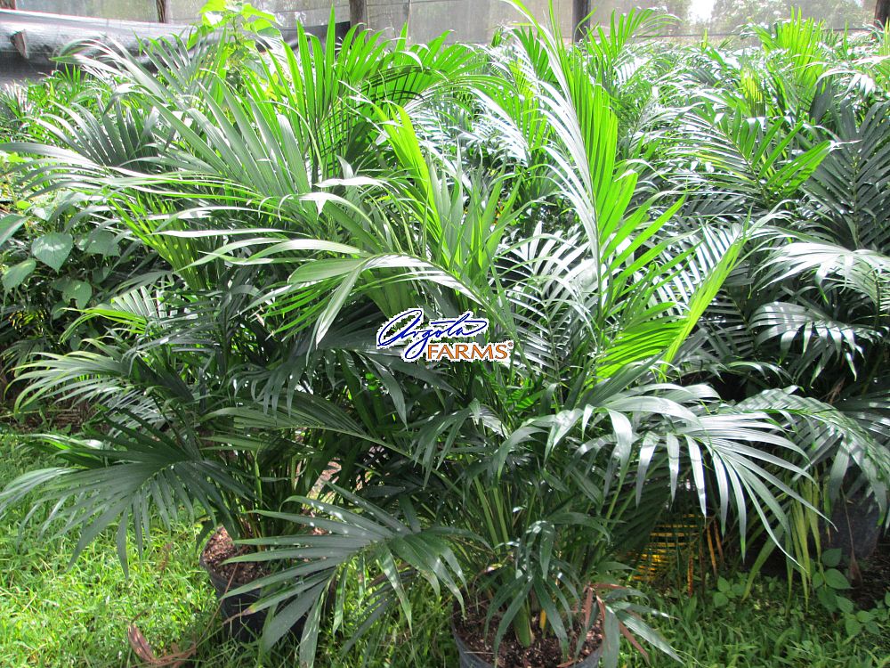 chamaedorea-cataractarum-cat-palm