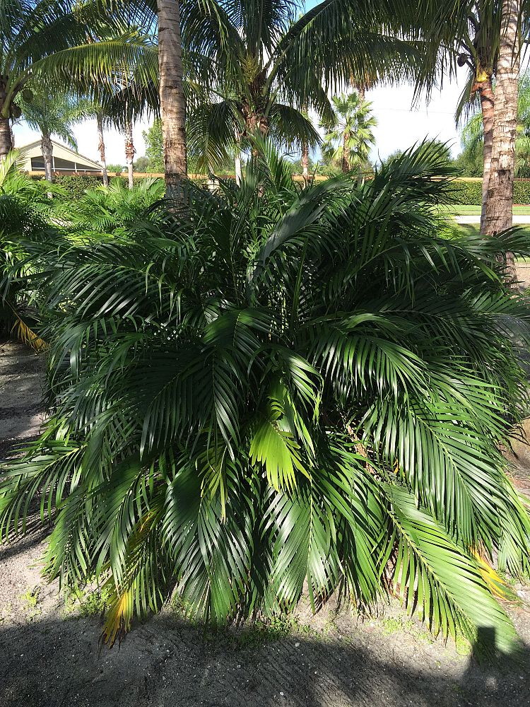 chamaedorea-cataractarum-cat-palm