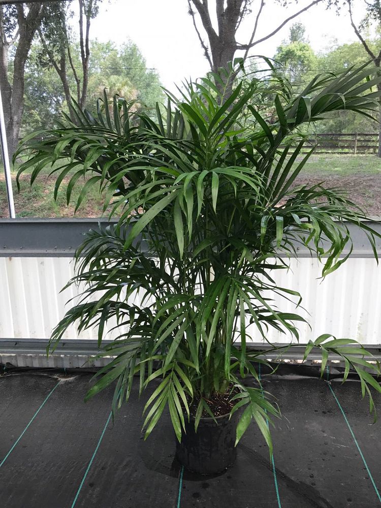 chamaedorea-cataractarum-cat-palm