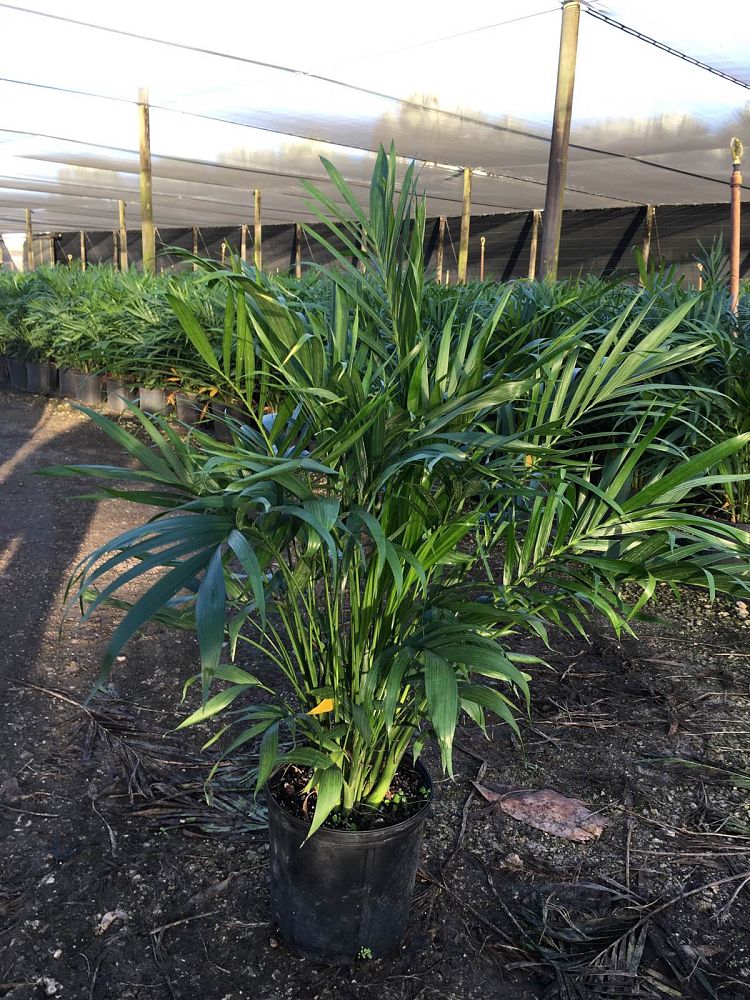 chamaedorea-cataractarum-cat-palm