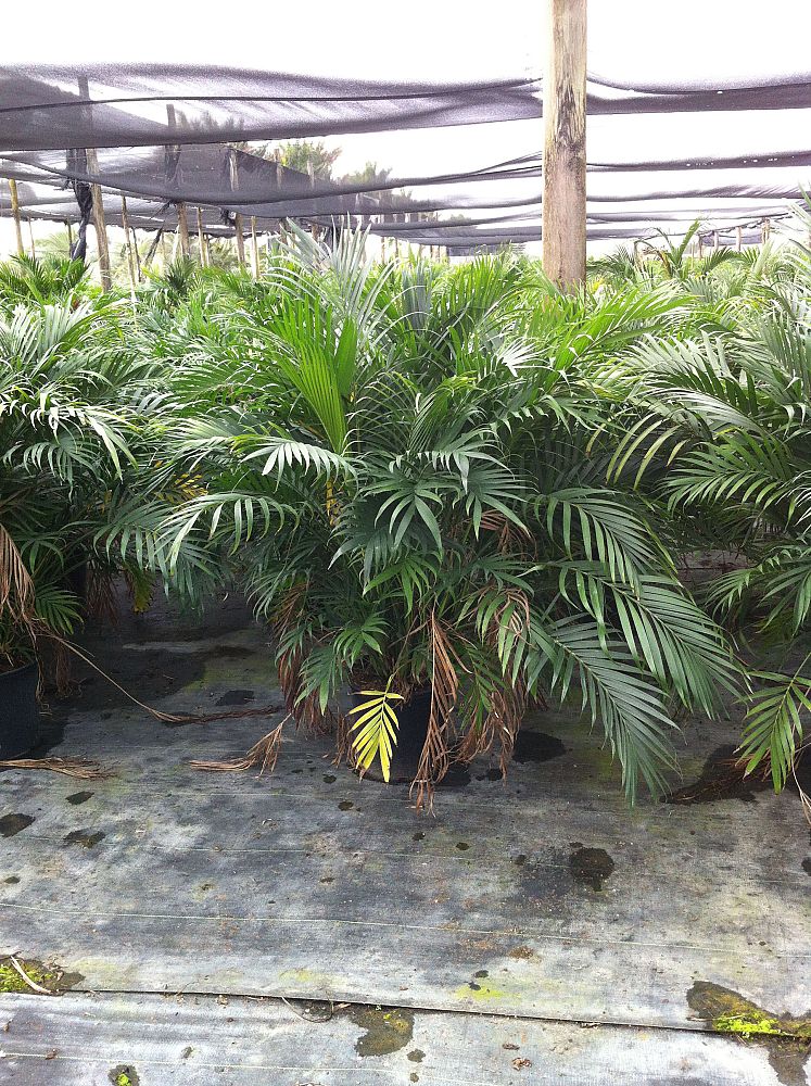 chamaedorea-cataractarum-cat-palm