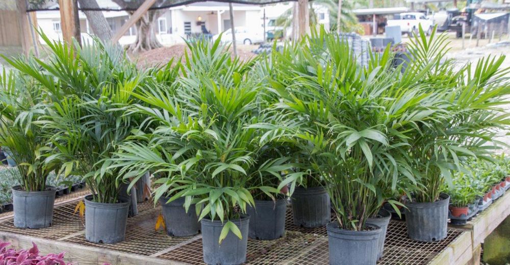 chamaedorea-cataractarum-cat-palm