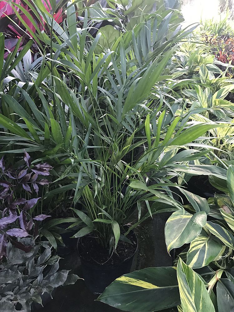 chamaedorea-cataractarum-cat-palm