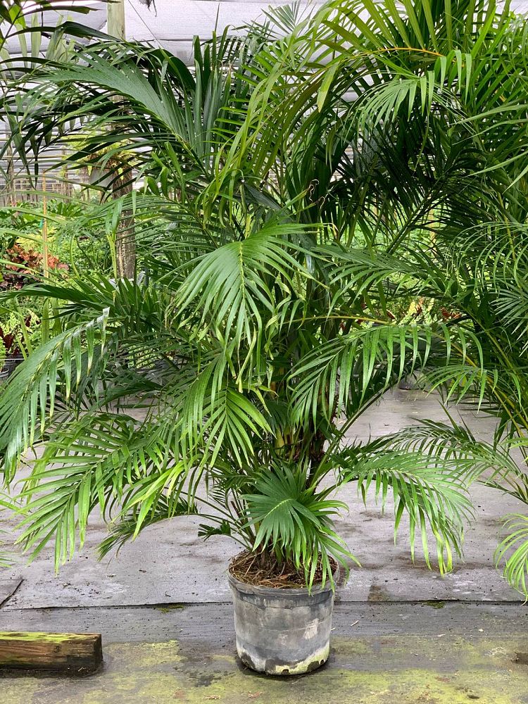 chamaedorea-cataractarum-cat-palm