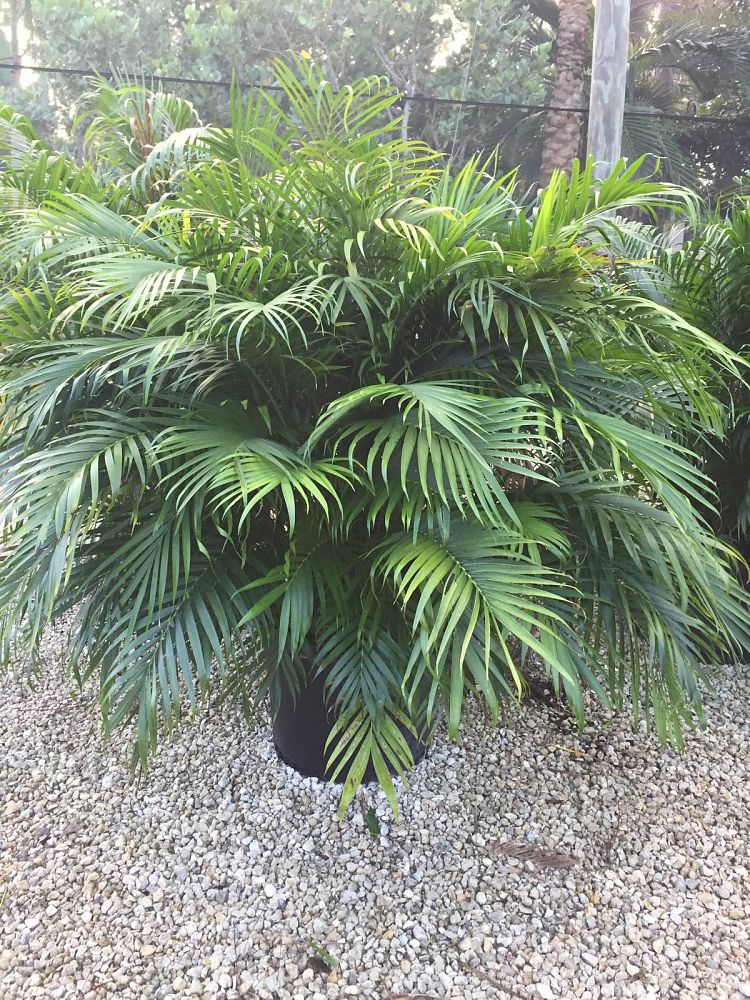 chamaedorea-cataractarum-cat-palm