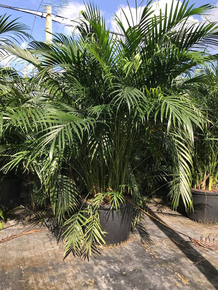 chamaedorea-cataractarum-cat-palm