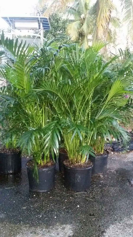 chamaedorea-cataractarum-cat-palm