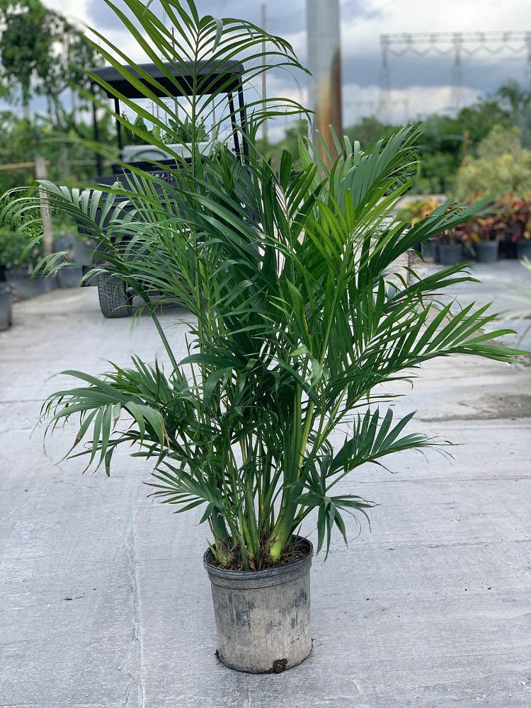 chamaedorea-cataractarum-cat-palm