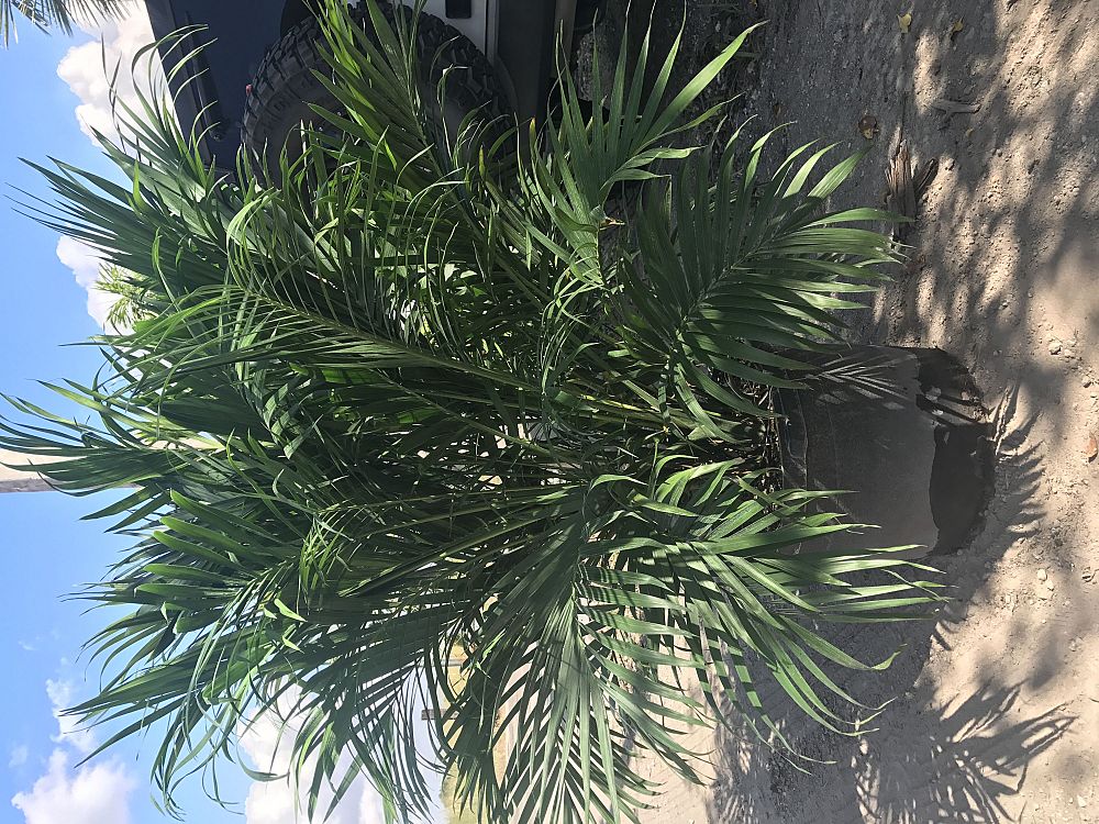 chamaedorea-cataractarum-cat-palm