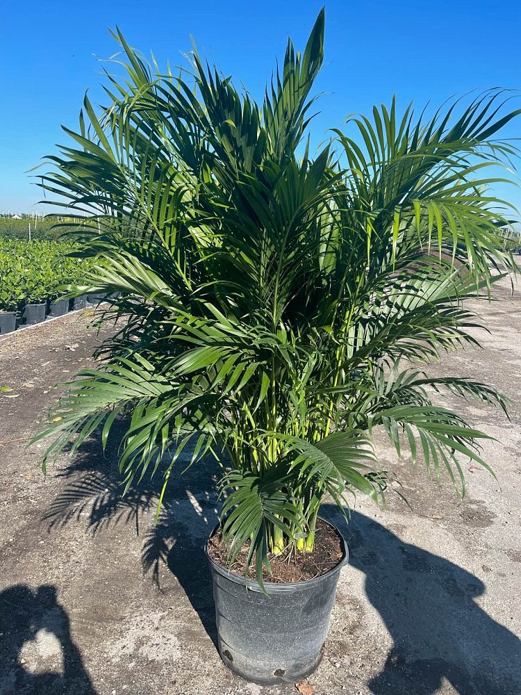 chamaedorea-cataractarum-cat-palm