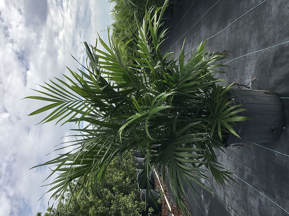 chamaedorea-cataractarum-cat-palm